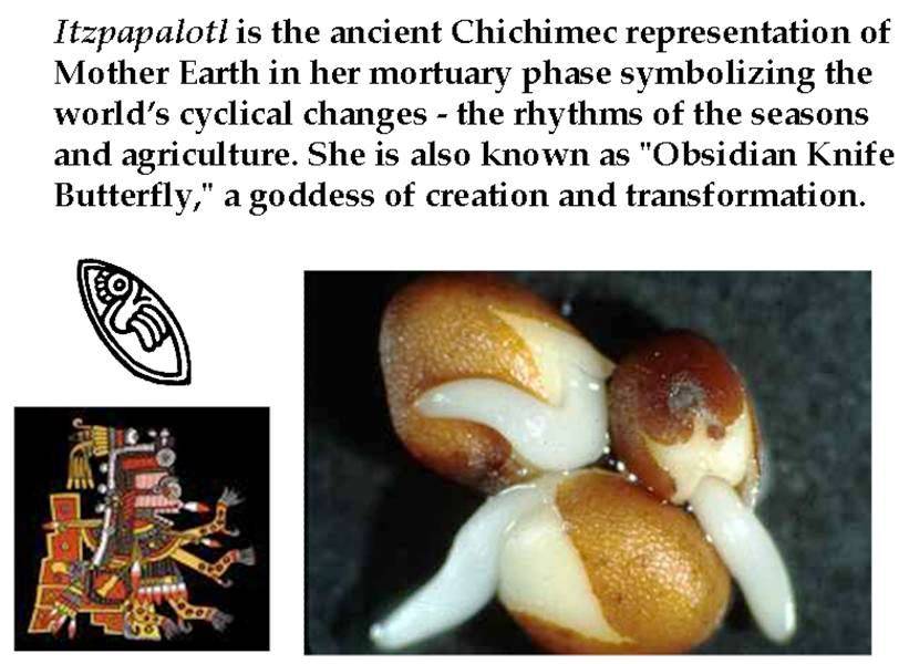 Slide 24 — Seed, fish, and tongue hybrid forms