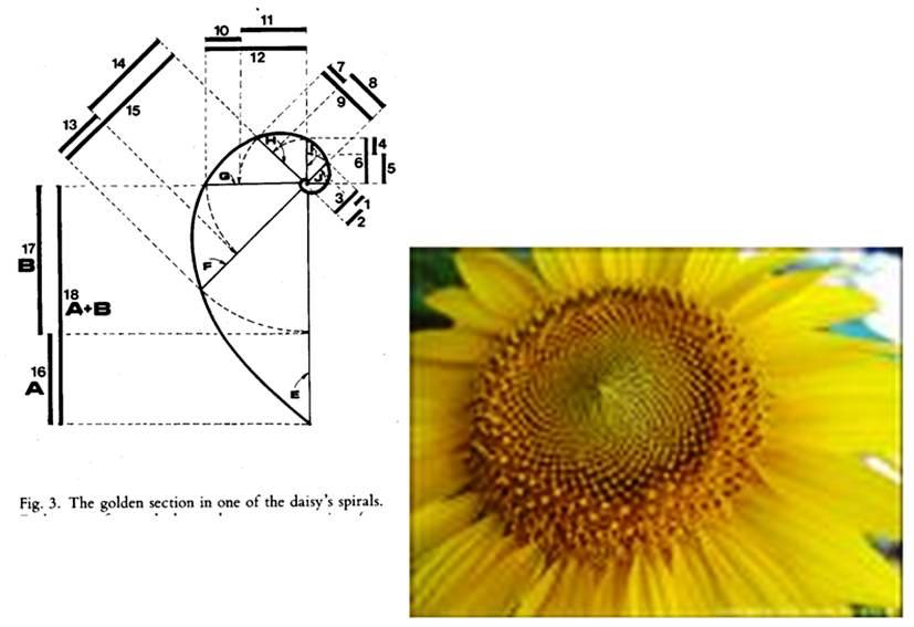 Slide 25 — Golden mean spirals and Fibonacci in seed patterns