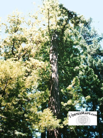 Tree twisted by vortex energy