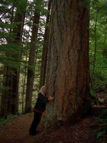 Person hugging an old-growth redwood tree