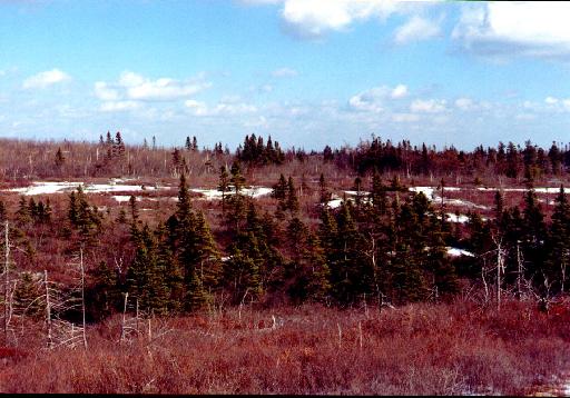 A view from a distance showing a shape emerging